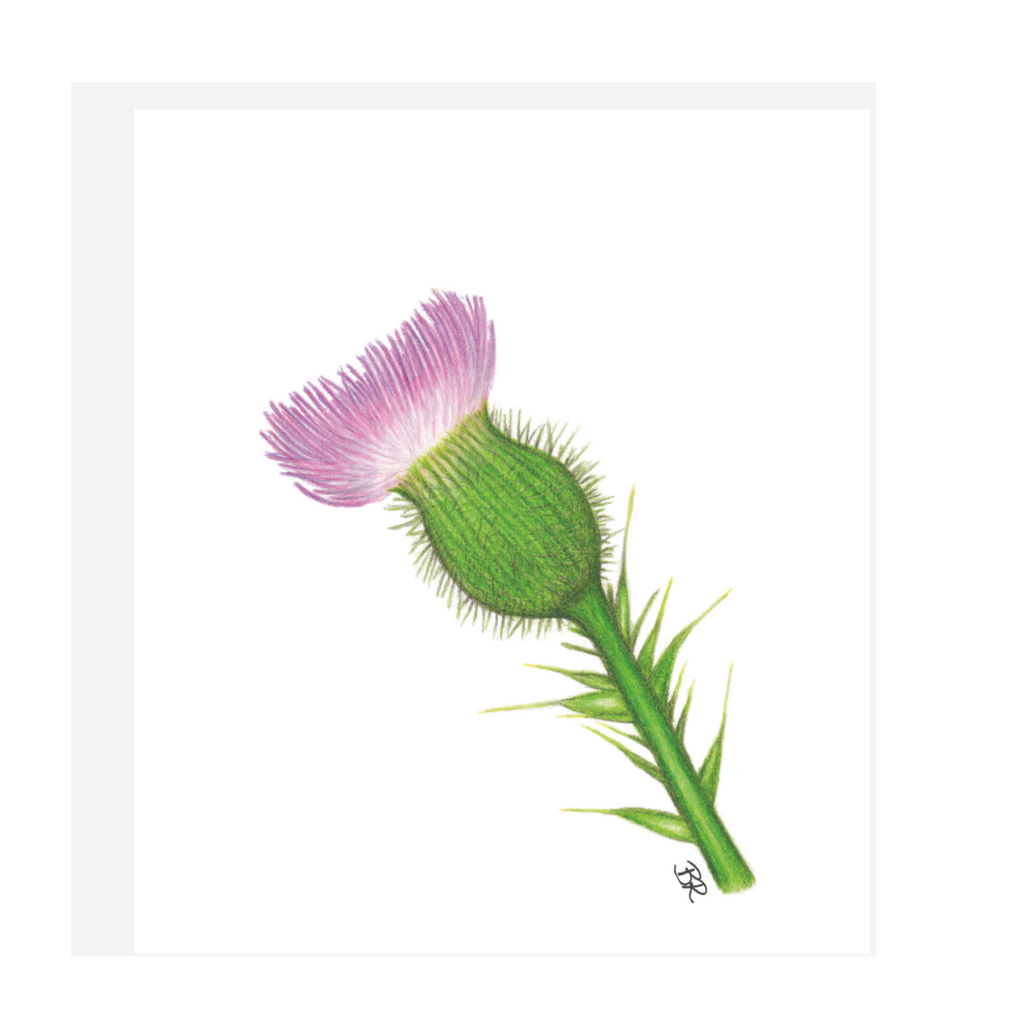 Thistle Art Print