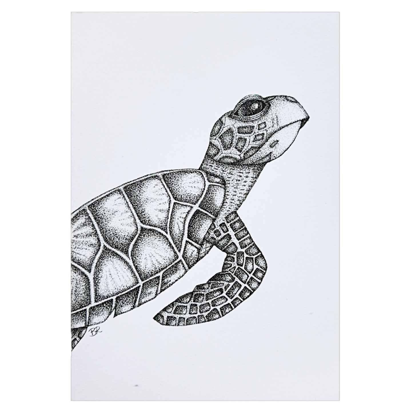 Hawksbill Turtle A5 Notebook Plain